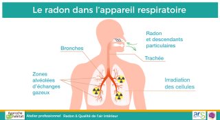 Le radon dans l'appareil respiratoire